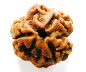 4 Mukhi Rudraksha