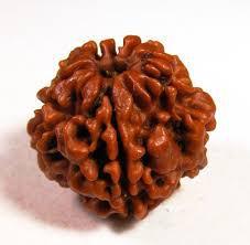 1 Mukhi Rudraksha