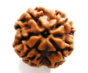 3 Mukhi Rudraksha