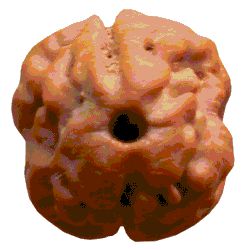 2 Mukhi Rudraksha